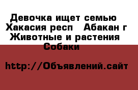 Девочка ищет семью - Хакасия респ., Абакан г. Животные и растения » Собаки   